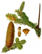 Abies alba 2.jpg