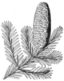 Abies balsamea 2.png