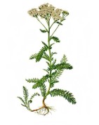 Achillea millefolium 2.jpg