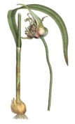 Allium sativum 2.jpg