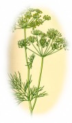 Anethum graveolens 2.jpg