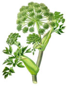 Angelica archangelica 2.png