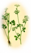 Apium graveolens 2.jpg