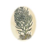 Artemisia dracunculus 2.jpg