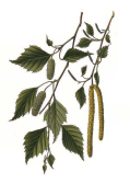 Betula alba 2.png