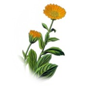 Calendula officinalis 2.jpg