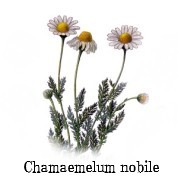 Chamaemelum nobile 2.jpg