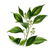 Cinnamomum camphora 2.jpg