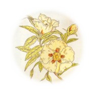 Cistus ladanifer 2.jpg