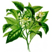 Citrus Bergamia 2.jpg