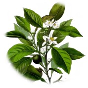 Citrus aurantium 2.jpg