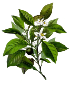 Citrus aurantium var. amara 2.png