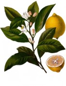 Citrus limon 2.jpg