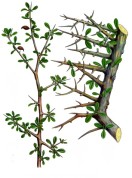 Commiphora myrrha 2.jpg