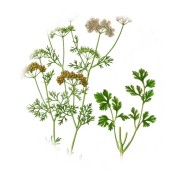 Coriandrum sativum　2.jpg