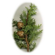 Cupressus sempervirens 2.jpg