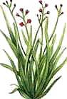 Cymbopogon martinii var. martinii 2.png