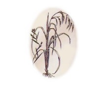 Cymbopogon nardus 2.jpg
