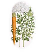 Daucus carota 2.jpg