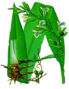 Elettaria cardamomum 2.jpg