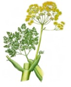 Ferula galbaniflua 2.jpg