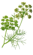 Foeniculum vulgare 2.png