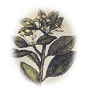 Gaultheria procumbens 2.jpg