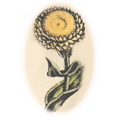 Helichrysum angustifolium 2.jpg