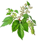 Humulus lupulus 2.png