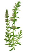 Hyssopus officinalis 2.jpg