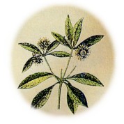 Illicium verum 2.jpg