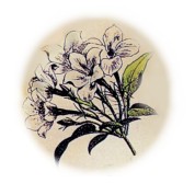 Jasminum officinale 2.jpg