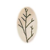 Juniperus asbei 2.jpg