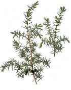 Juniperus communis 2.jpg