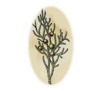 Juniperus virginiana 2.jpg