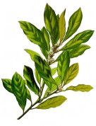 Laurus nobilis 2.jpg