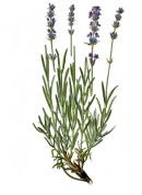 Lavandula angustifolia 2.jpg