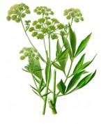 Levisticum officinale 2.jpg