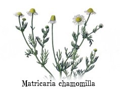 Matricaria chamomilla 2.jpg