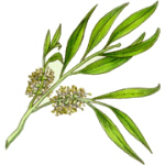 Melaleuca alternifolia 2.jpg