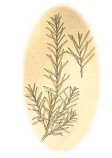 Melaleuca viridiflora 2.jpg