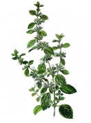 Melissa officinalis 2.jpg