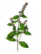 Mentha piperita 2.jpg