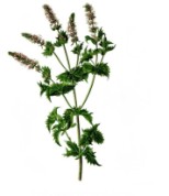 Mentha spicata 2.jpg