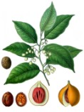 Myristica fragrans 2.jpg