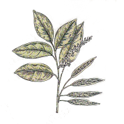 Myrocarpus fastigiatus 2.png