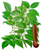 Myroxylon balsamum var.balsamum 2.png