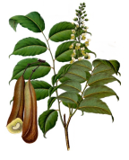 Myroxylon balsamum var.pereirae 2.png