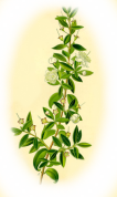 Myrtus communis 2.png