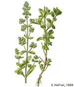 Origanum majorana 2.png